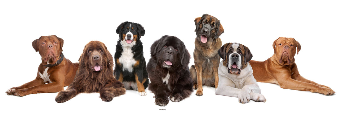 4 Large Dog Breeds Over 75 Pounds