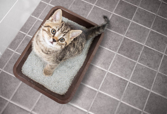Cat Dirty Litter Box Health Risks