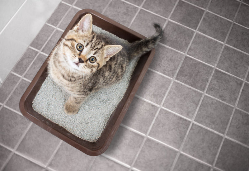Cat Dirty Litter Box Health Risks