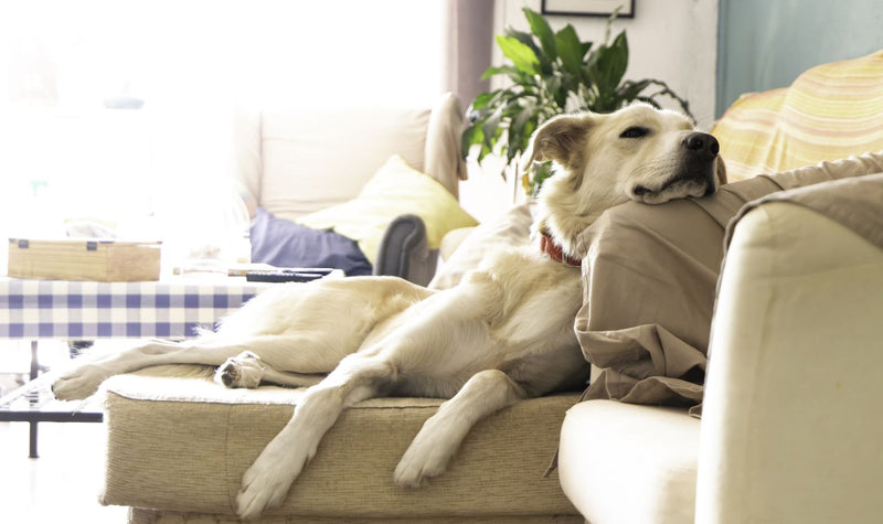 Is Melatonin Safe for Dogs?