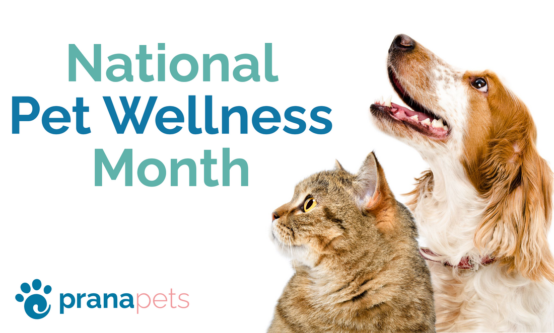 It's National Pet Wellness Month