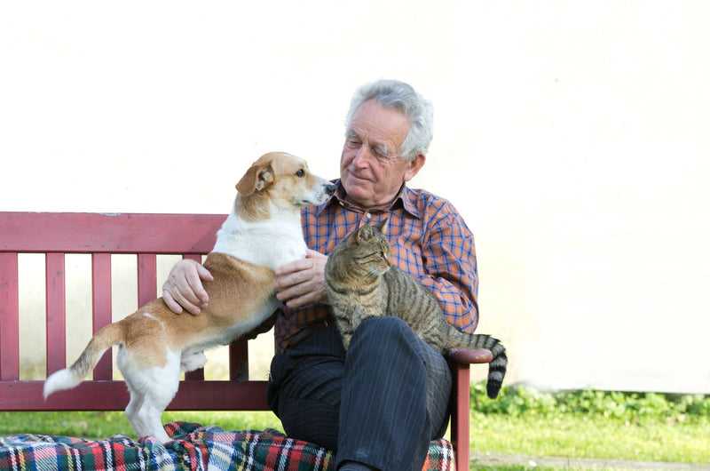 Healthy Joints & Mobility in Senior Pets