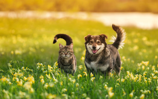 Springtime Allergies in Pets: Symptoms, Solutions, and Natural Remedies