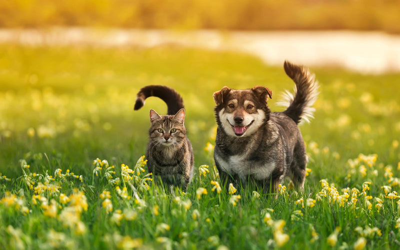 Springtime Allergies in Pets: Symptoms, Solutions, and Natural Remedies