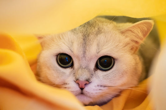 Is Your Cat Stressed Out?