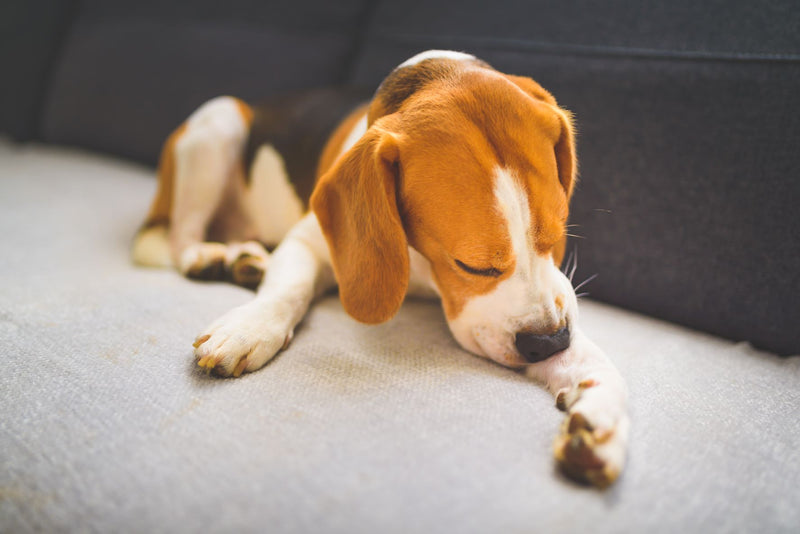 Is Your Dog Stressed Out?