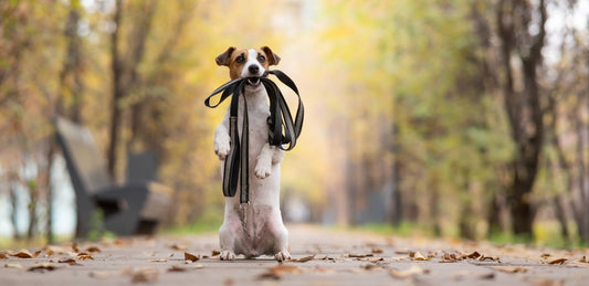 January is National Walk Your Pet Month!