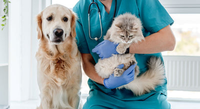 Unleash Relief: CBD Oil for Chronic Conditions in Pets