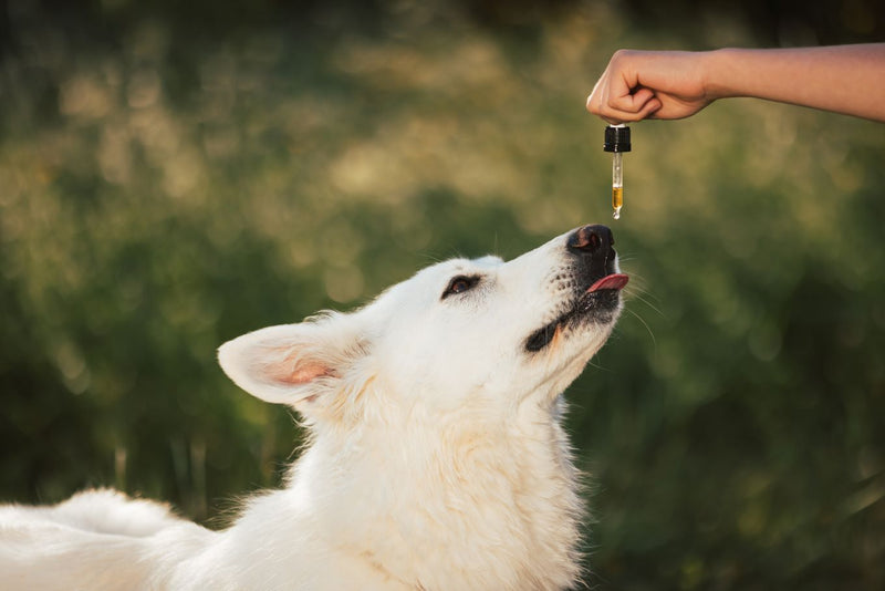 Unlocking the Science of Cold Extraction CBD Oil