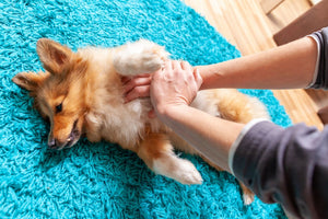 Dog First Aid: Common Injuries and How to Treat Them