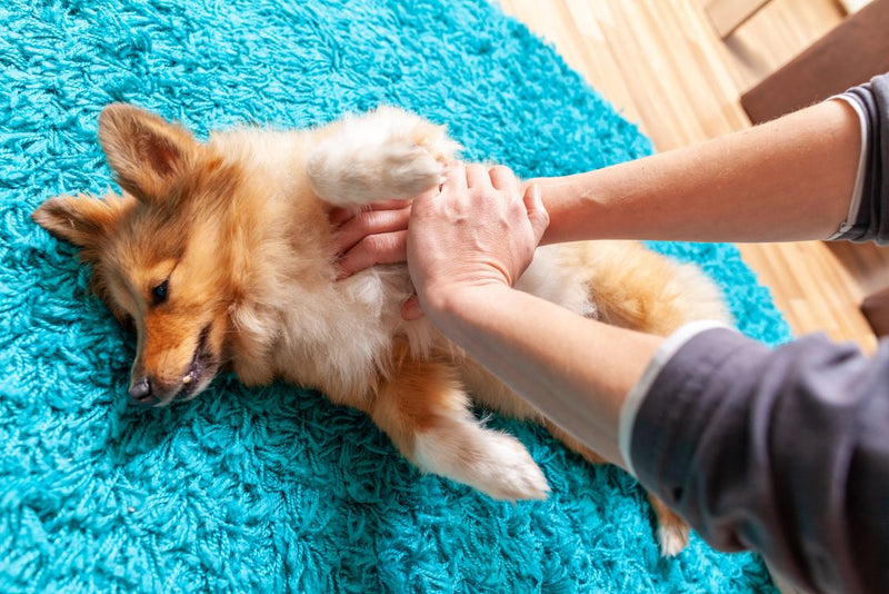 Dog First Aid: Common Injuries and How to Treat Them