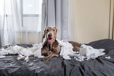 Can a Dog Die From Separation Anxiety?