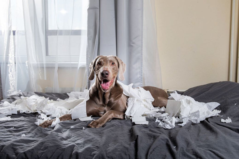 Can a Dog Die From Separation Anxiety?