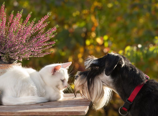 Healthy Fall Diets for Pets: Immune Boosts