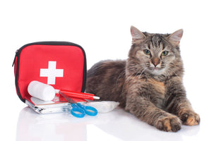 Quick Guide to Cat First Aid