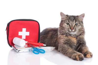 Quick Guide to Cat First Aid