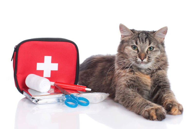 Quick Guide to Cat First Aid