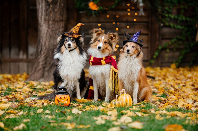 Detoxing Your Pets After Halloween: A Healthy Recovery Guide