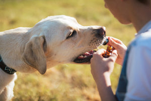 Why Small Batch CBD Oil Is Best