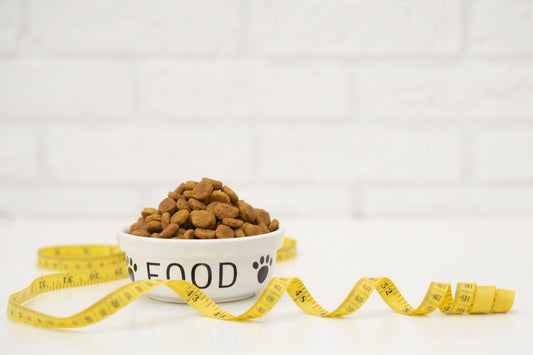 Our Top Weight Loss Tips for Pets