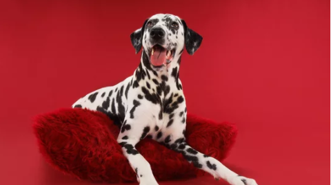 Benefits of Natural UTI Treatment for Dogs