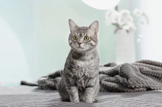 How Can I Help My Cat With Kidney Support?