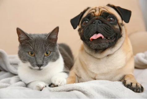 Is CBD Oil Safe for Pets?