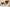 Is CBD Oil Safe for Pets?