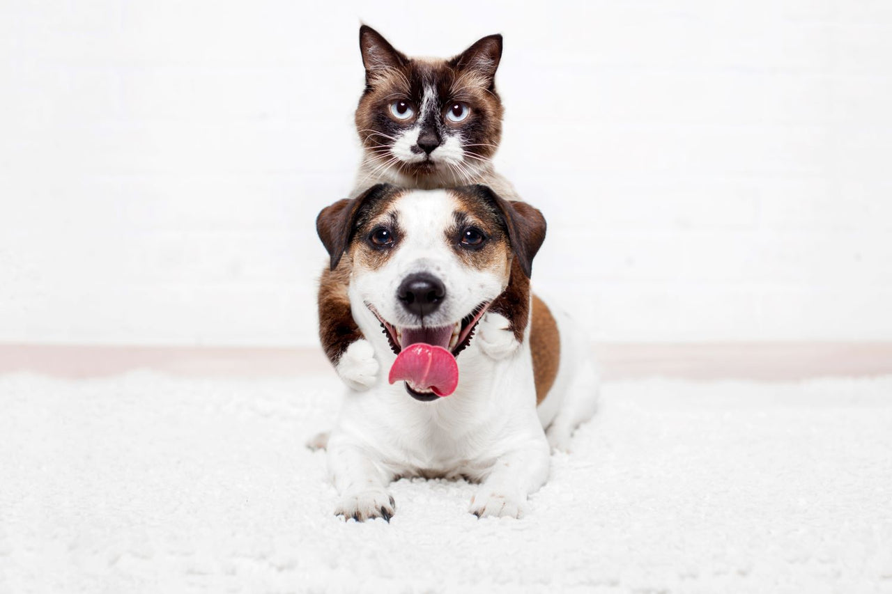 Picture of Pre vs Probiotics for Cats and Dogs: What's the Difference? | Prana Pets