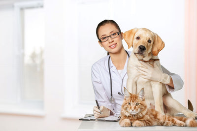 Essential Guide: Preventative Vet Care for Pets