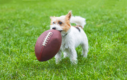 Puppy Bowl Time: Touchdown Treat Recipes