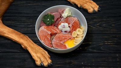 Raw Diets for Dogs: A Quick Guide to Get Started