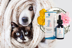 Respiratory Support for Pets: Essential Ingredients
