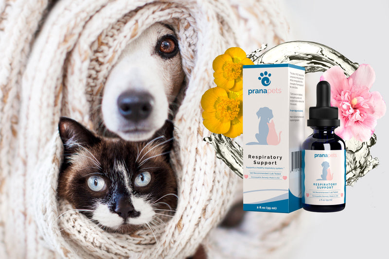 Respiratory Support for Pets: Essential Ingredients