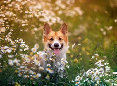 Natural Remedies for Seasonal Allergies in Dogs and Cats