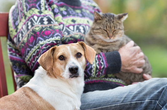 Adopting Senior Pets: Tips & Benefits for these Pawsome Companions