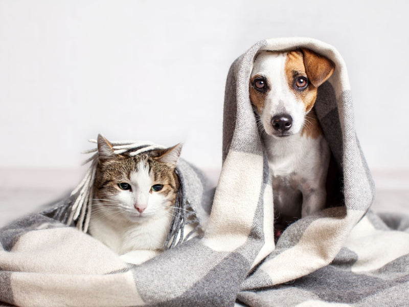Keeping Your Pet Calm During Spring Thunderstorms