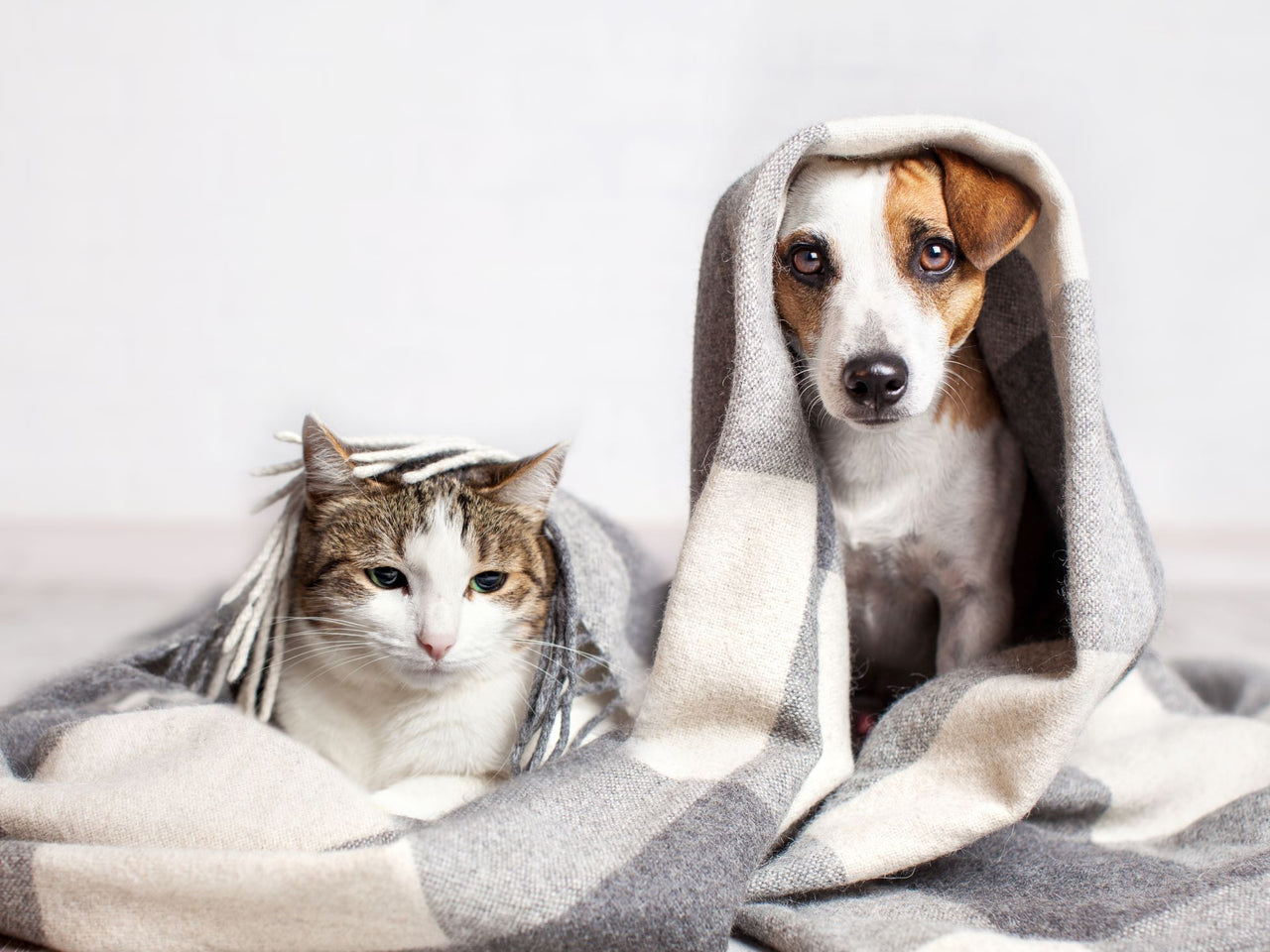 Keeping Your Pet Calm During Spring Thunderstorms | Prana Pets