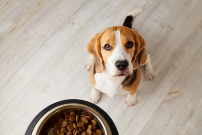 Signs Your Dog's Gut Health Needs Help