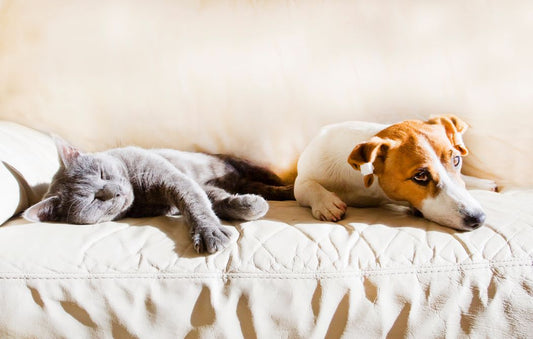 How Can You Tell If Your Pet Is In Pain?