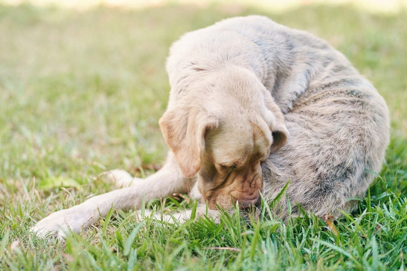 Signs of Poor Gut Health in Dogs