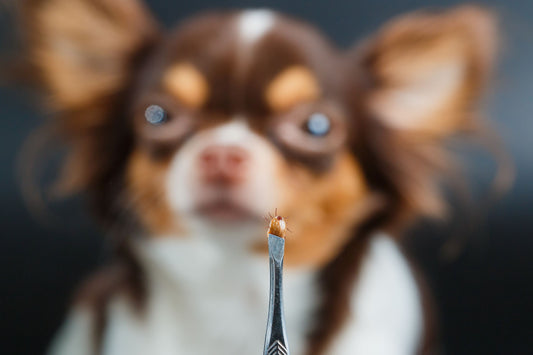 How Do Dogs Get Lyme Disease