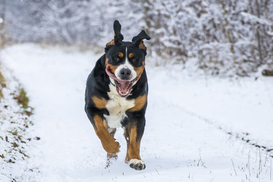 CBD for Seizures in Dogs: What the Research Says and How It May Help