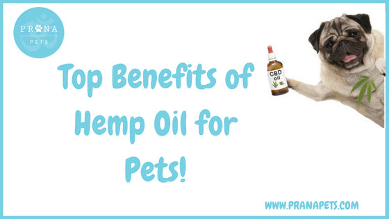 Top Benefits of Hemp Oil for Pets