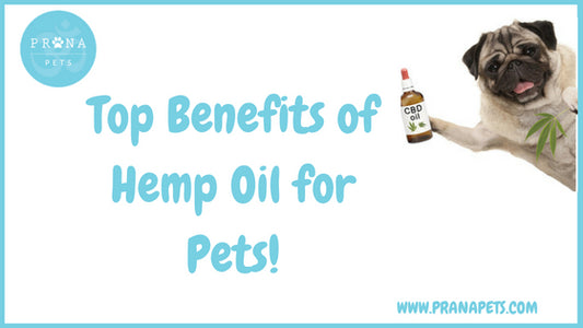 Top Benefits of Hemp Oil for Pets