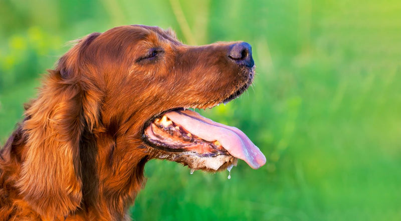 Understanding Stress and Your Dog's Digestive Health