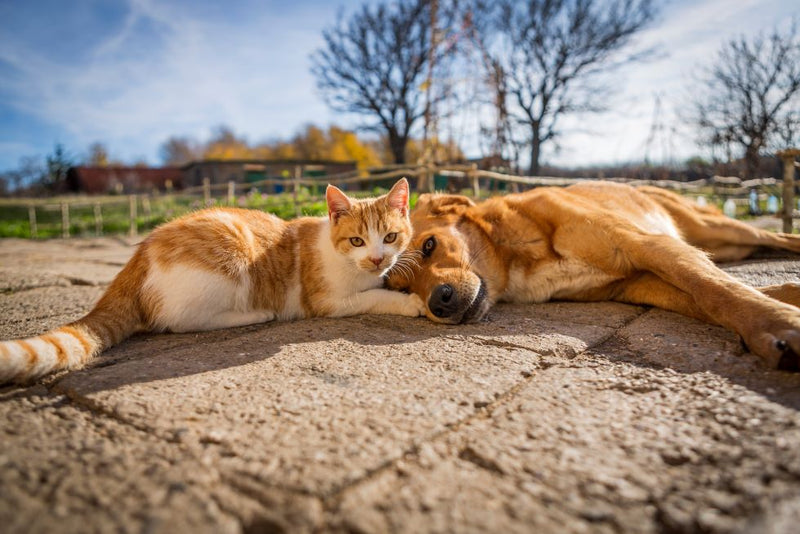 Essential Summer Pet Safety Tips: Outdoor Guide