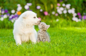 Essential Supplements for Puppies & Kittens: A Guide