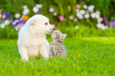 Essential Supplements for Puppies & Kittens: A Guide