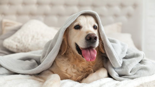 Types of Dog Personalities: Understanding Your Canine Companion